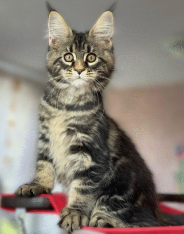 maine coon kittens for sale