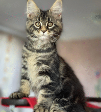 maine coon kittens for sale