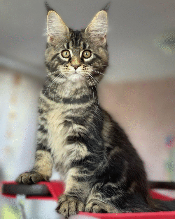maine coon kittens for sale