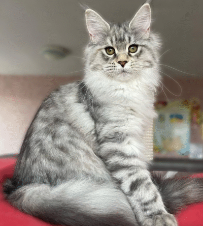 Lucy