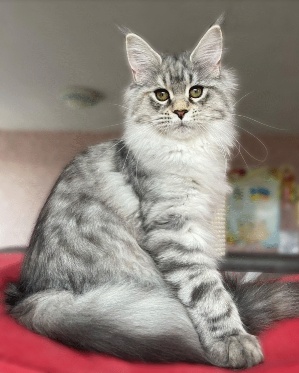 Lucy