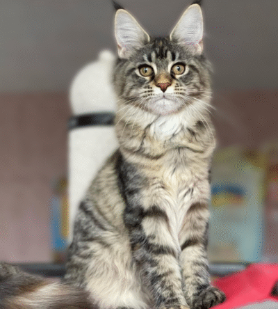 Tina