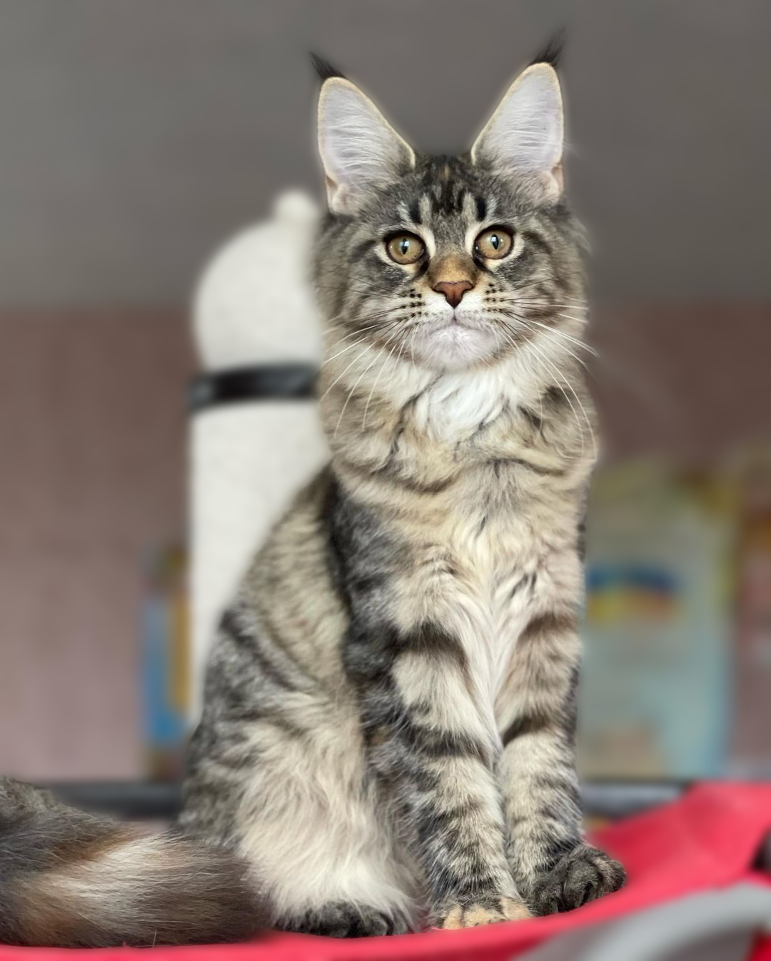 Tina